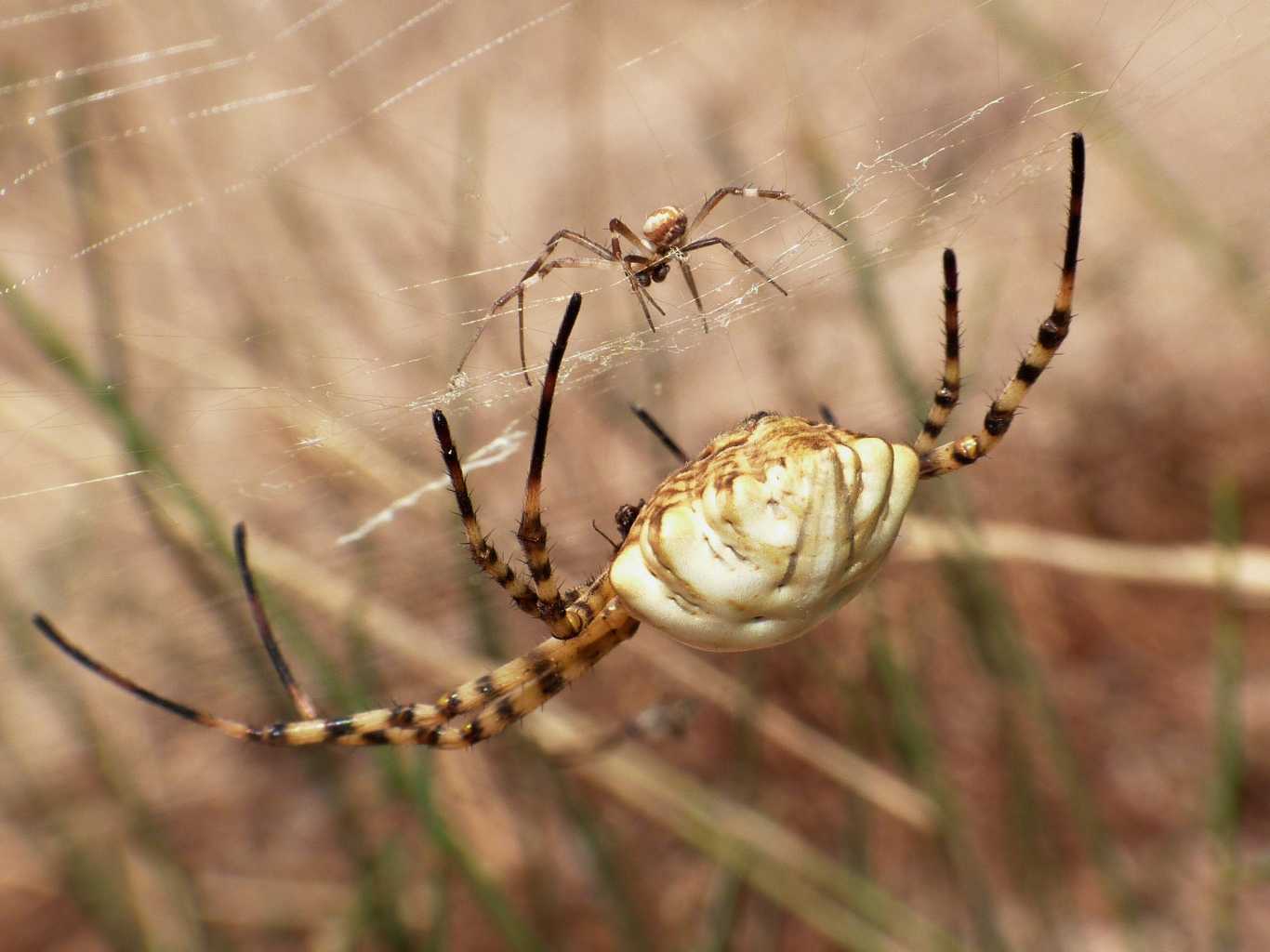 Argiope Lobata